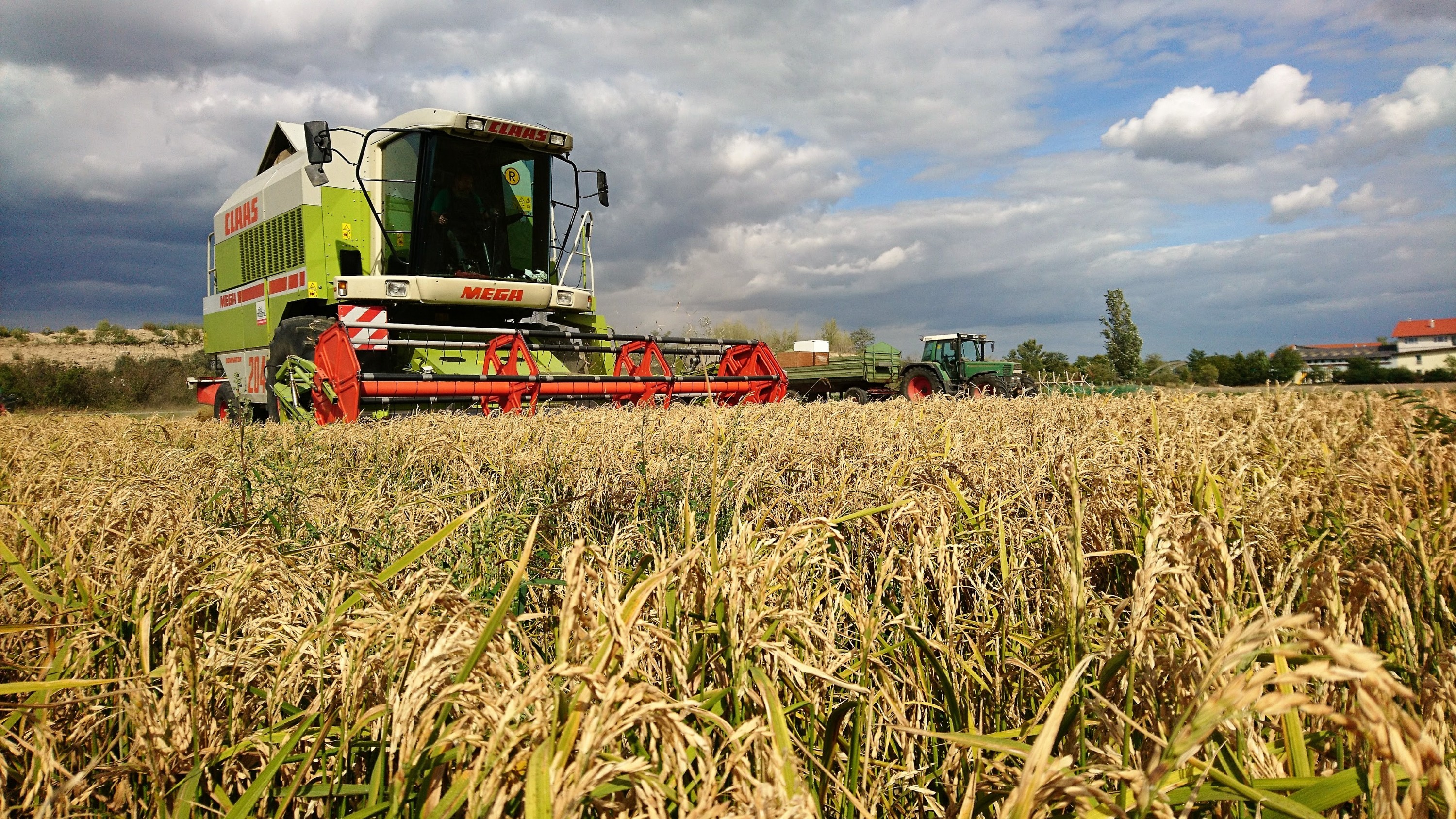 Österreis: Reis aus Österreich im Trockenreis-Verfahren angebaut