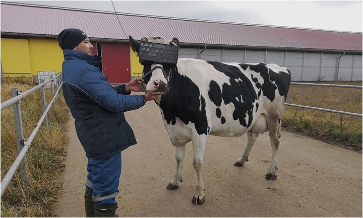 Russische Kühe tragen diesen Winter Virtual Reality-Brillen