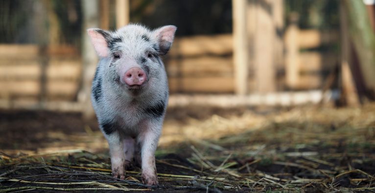 Schweine, Ferkel, Schweinefleisch, Nachhaltigkeit, Regionalität, Schweinerasse