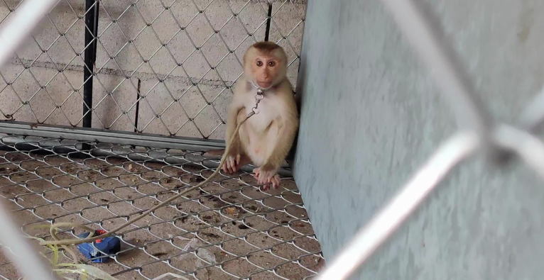 HelloFresh - PETA wirft Affen-Zwangsarbeit vor