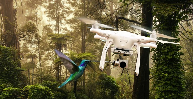 Vogel,Drohne