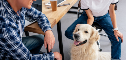 Zwei Personen sitzen an einem Schreibtisch in einem Büro, auf dem ein Laptop, ein Notizbuch und ein Kaffeebecher stehen. Zwischen ihnen sitzt ein glücklicher Golden Retriever, der von einer der Personen gestreichelt wird. Der Hunde im Büro soll den Stress für die beiden Menschen reduzieren.